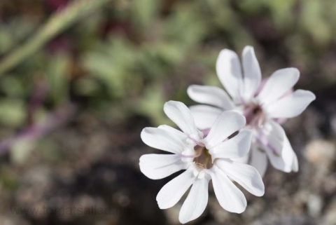 vit blomma vit blomma