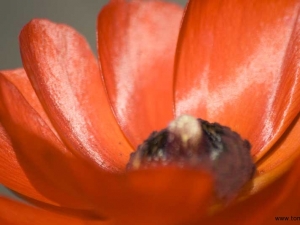 blandat macro-blomma-11