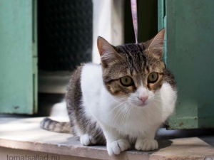 Antibes julen 2012 fransk-katt-9746