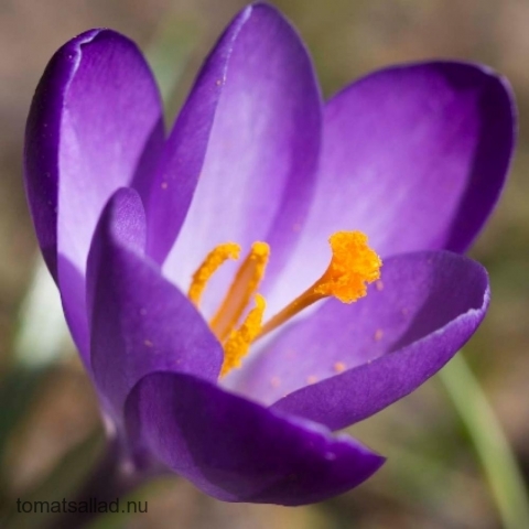 lila krokus lila krokus