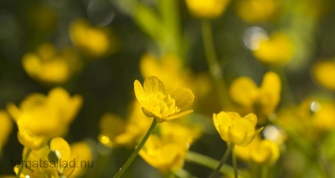 blomma-39831 blomma-39831