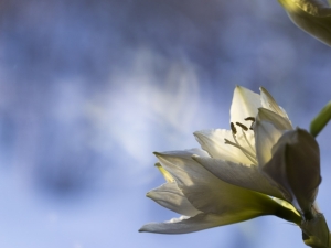 Vinter 2017 amaryllis