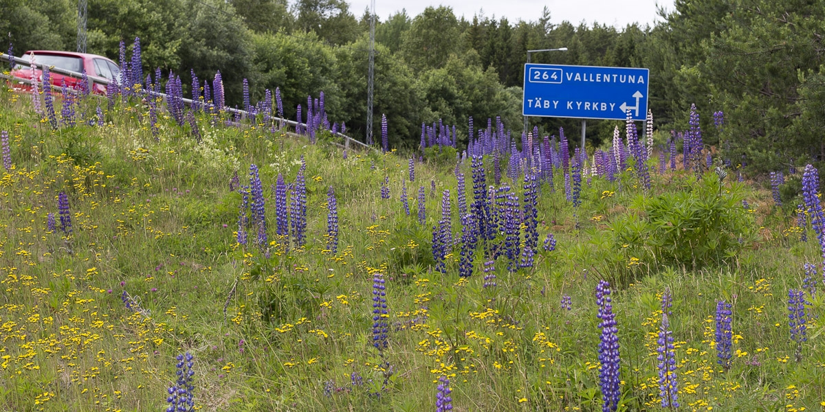 roslagsleden-t-ip-till-angarn-6917 roslagsleden-t-ip-till-angarn-6917