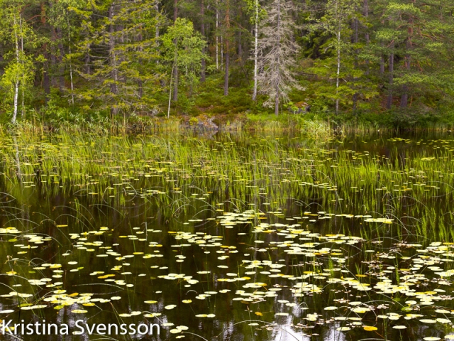 Sverige sommar 2017 roslagsleden-etapp-fyra-8279