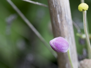 Hösten 2017 blomma-9862