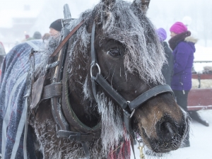 vinter 2018 forbonder-till-roros-2324