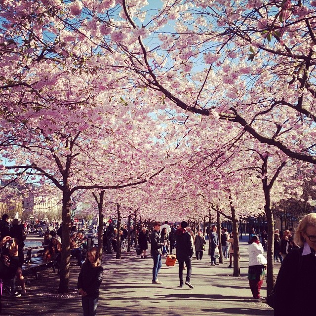 Inget insta är komplett utan den obligatoriska bilden på #körsbärsblomningen i #kungsträdgården #VåriStockholm #Stockholm