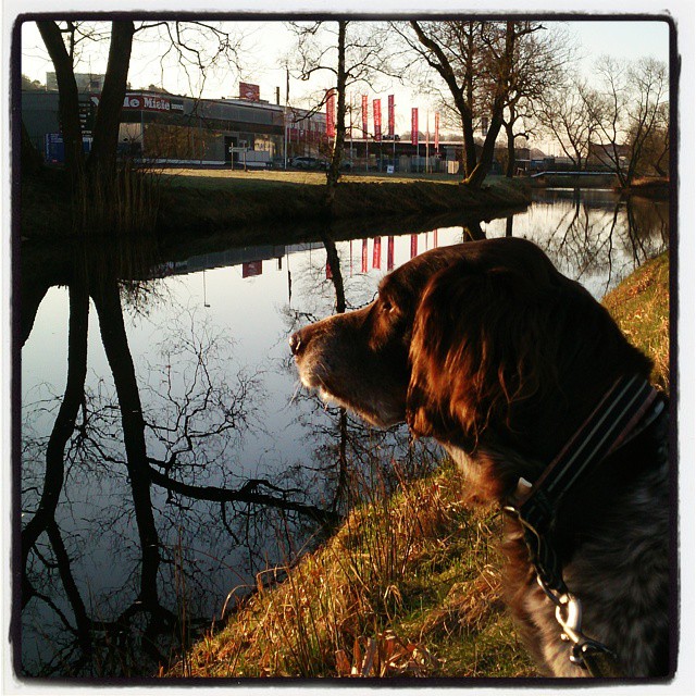 Det var ju inte så många som var lika fascinerande av gårdagens skorsten som jag är. Därför återgår jag till trän, spegling i vatten och morgonsol. Som extra bonus har vi en hund med. Synd bara att tavlan förstörs av fula hus i bakgrunden. Tog fler bilder med snyggare byggnader men då var inte modellen med på noterna.<br /> #mölndalsån #MölndalsPosten #kleinermünsterländer #trädspegladeiå