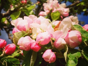 Dagens bild: äppelblom Dagens bild: äppelblom