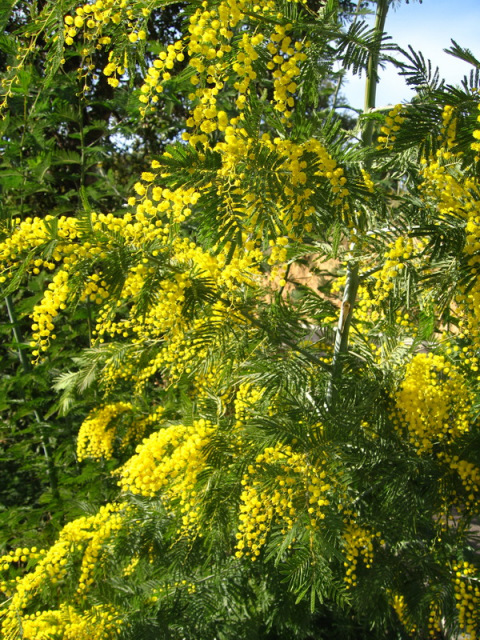 mimosa