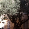 olivträd fotat med 30mm