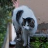 fransk-katt-0354