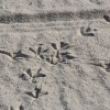 duvspår i sanden