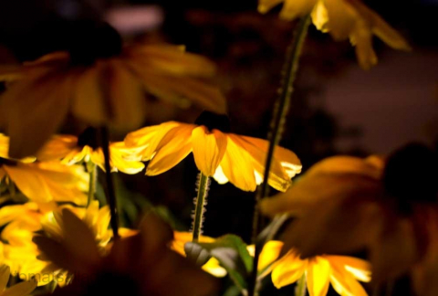 rudbeckia