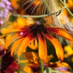 rudbeckia-3