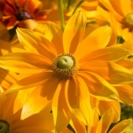 rudbeckia-4