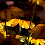 rudbeckia