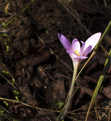 höstkrokus?