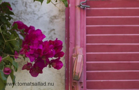 Rosa Bouganvilla och rosa fönsterlucka
