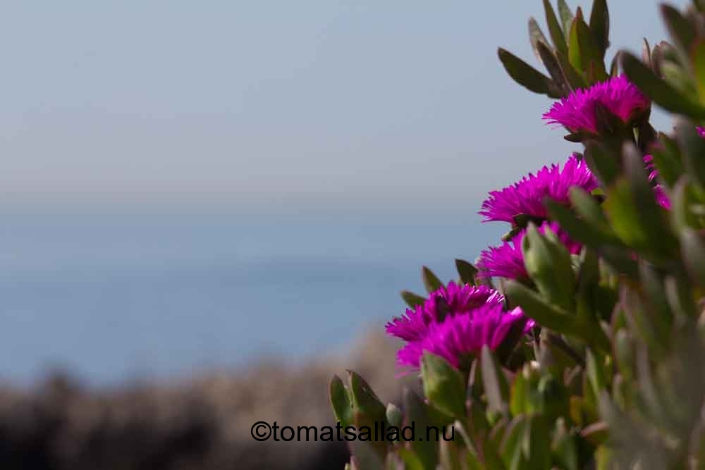 rosa blommor och medelhavet