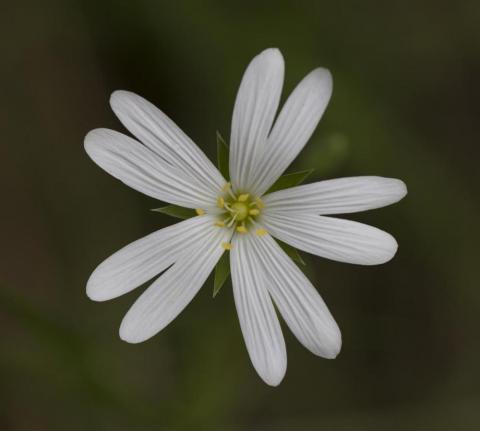vit blomma