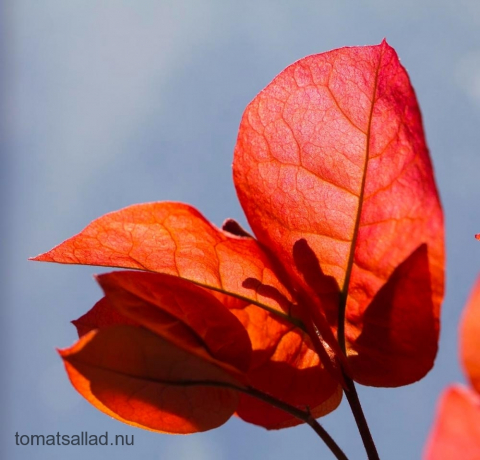 bougainvillea