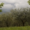 Olivlund