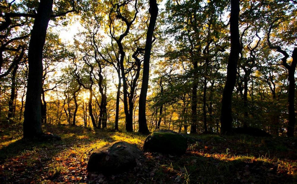 Järnåldersgravfält i Mölndal