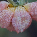 rosa ros som överraskats av den första rimfrosten