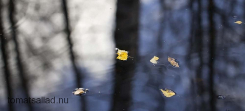 blad som flyter på en å