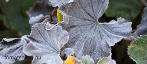 rimfrostiga blad av daggkåpa