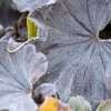 rimfrostiga blad av daggkåpa