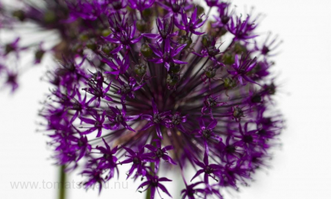 allium