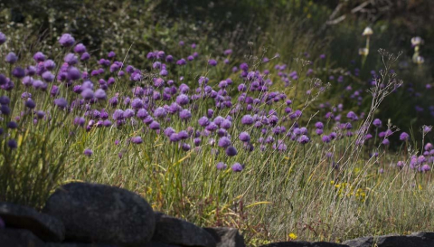 Äng med blommande gräslök