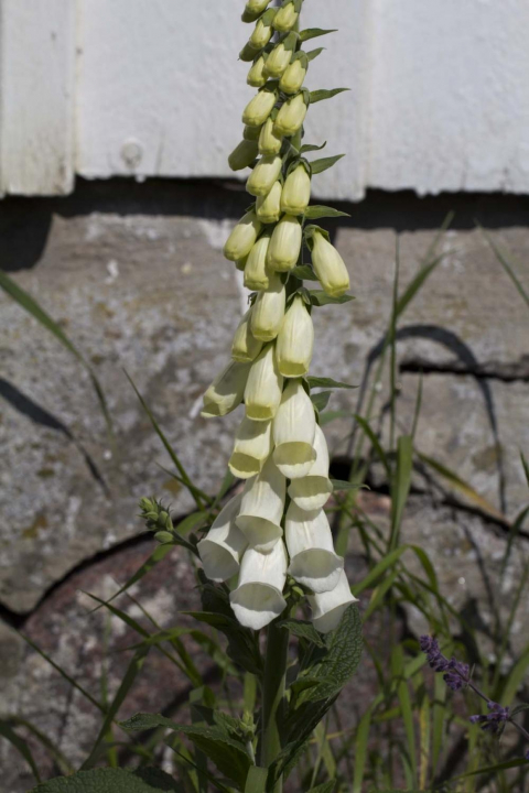 vit fingerborgsblomma på Vrångö