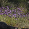 Äng med blommande gräslök