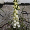 vit fingerborgsblomma på Vrångö