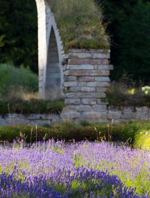 lavendel i Alvastra