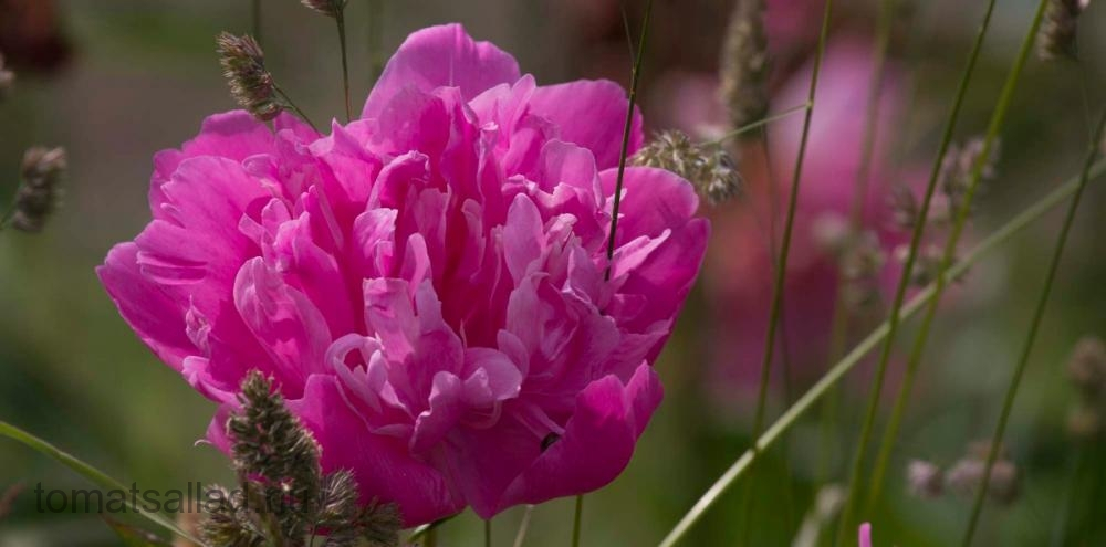 rosa pion bland strån