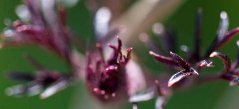 knopp, buske med svarta blad