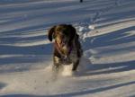 hund springer i snö november 2008