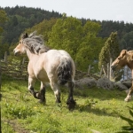 Hästar vid Äskhult by