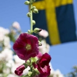 svensk sommar