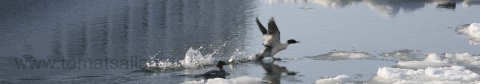 winter-header-bird-3 winter-header-bird-3