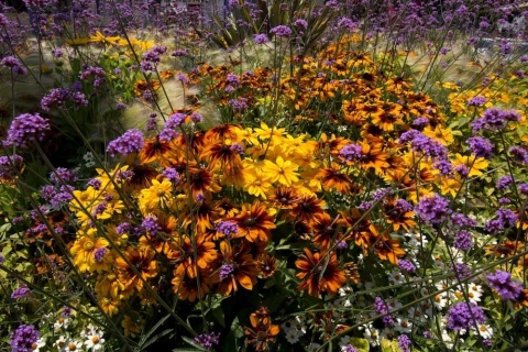 rudbeckia-2 rudbeckia-2