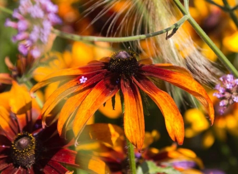 rudbeckia-3 rudbeckia-3