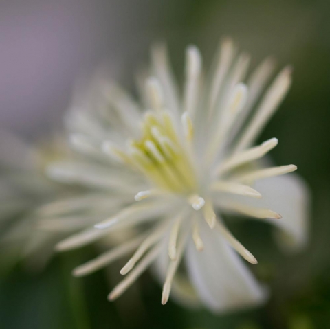 klematis fångad med macro klematis fångad med macro