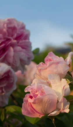 rosa rosor
