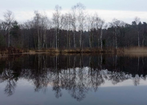 Kala björkar Kala björkar