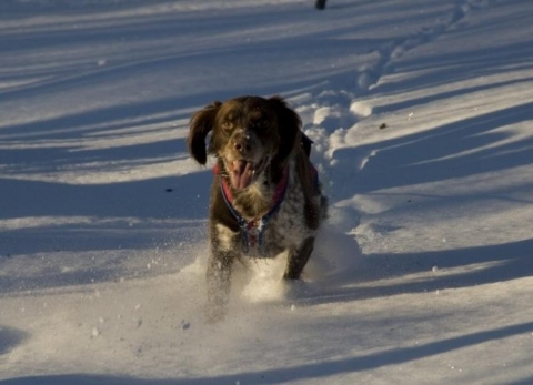 hund springer i snö november 2008 hund springer i snö november 2008